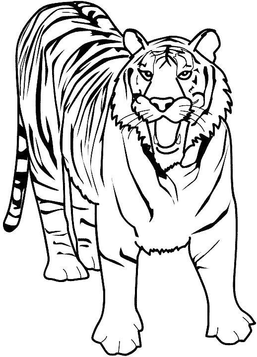 Раскраска рычащий тигр. Дикие животные