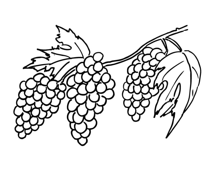 Название: Раскраска Разукрашка виноград детская. Категория: ягоды. Теги: виноград.