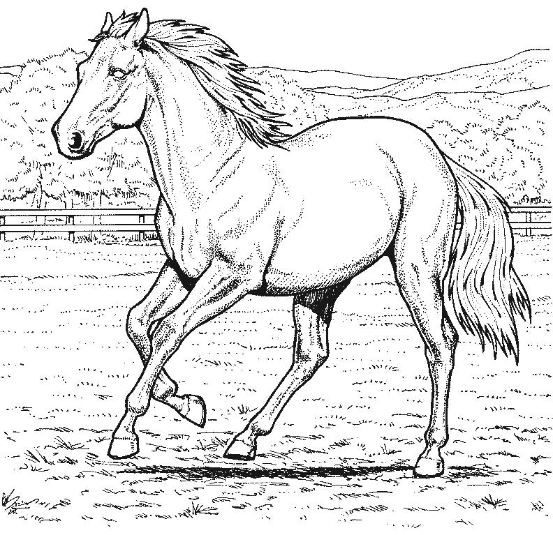 Название: Раскраска раскраска лошадь. Категория: Домашние животные. Теги: Лошадь.