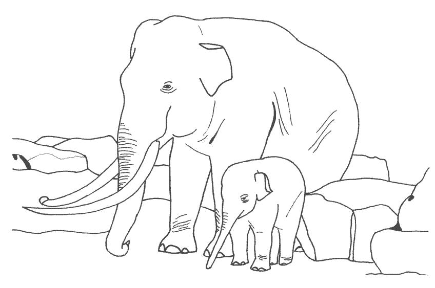 Раскраска слониха со слоненком. Скачать слон.  Распечатать слон