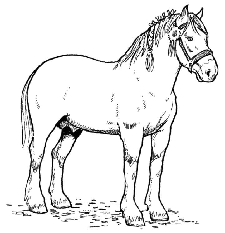 Раскраска Стоящая лошадь. Домашние животные