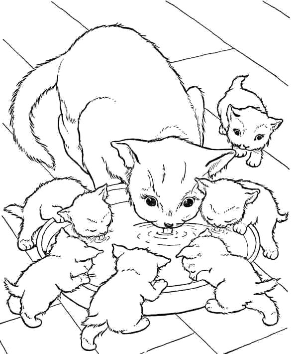 Название: Раскраска Обед всей семьи. Категория: Домашние животные. Теги: кошка, Котенок.