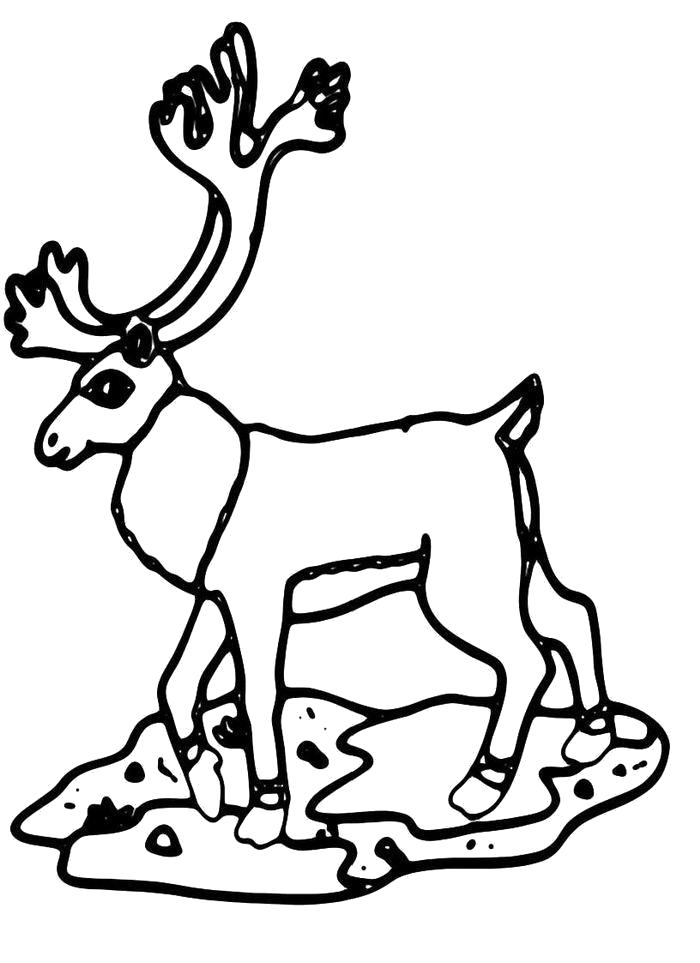 Раскраска Олень с витвистыми рогами. Дикие животные
