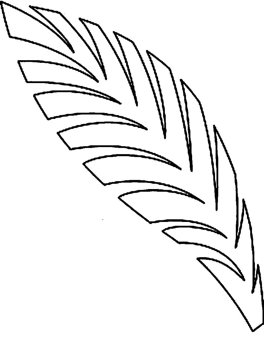 Раскраска  пальмы лист пальмы контур. Скачать лист.  Распечатать растения