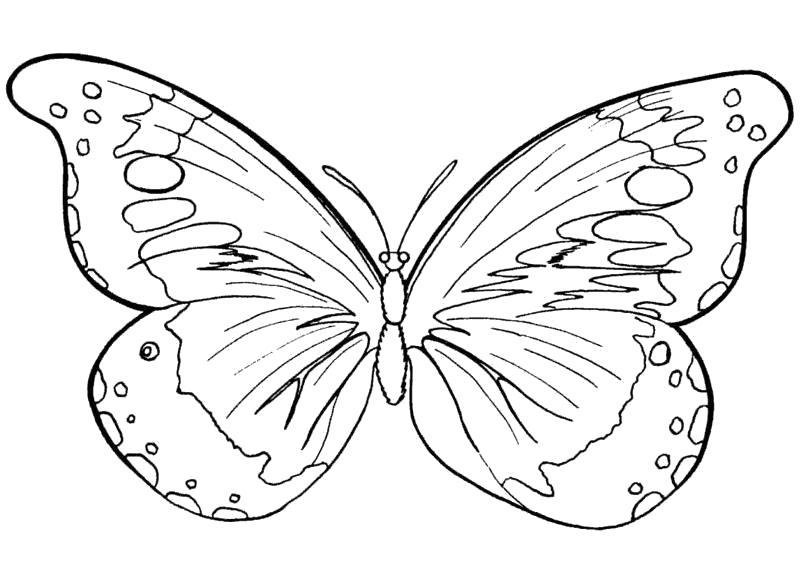 Раскраска Раскраски "бабочка" . бабочка