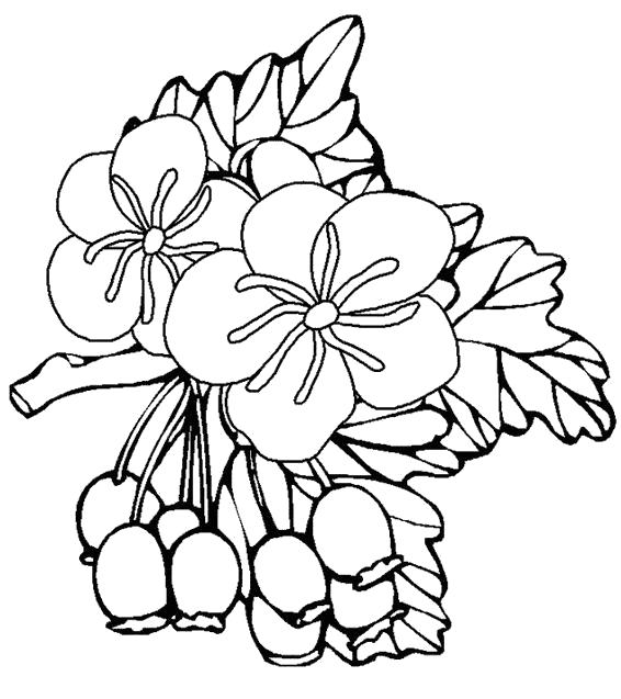 Название: Раскраска Прекрасные цветы шиповника. Категория: Цветок. Теги: Цветок.