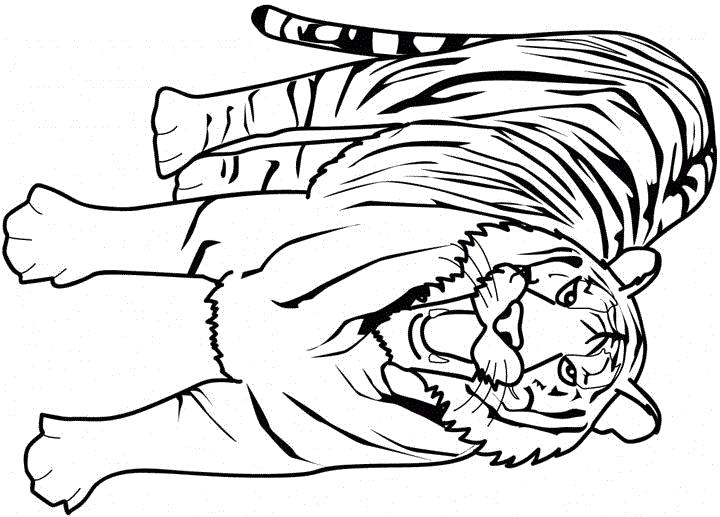 Название: Раскраска Тигр - раскраски животных - скачать и напечатать раскраску. Категория: Дикие животные. Теги: Тигр.