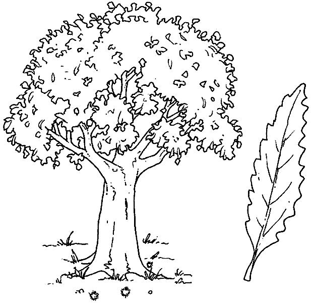 Название: Раскраска Раскраски деревья дерево и лист . Категория: Контуры дервеьев. Теги: дерево.