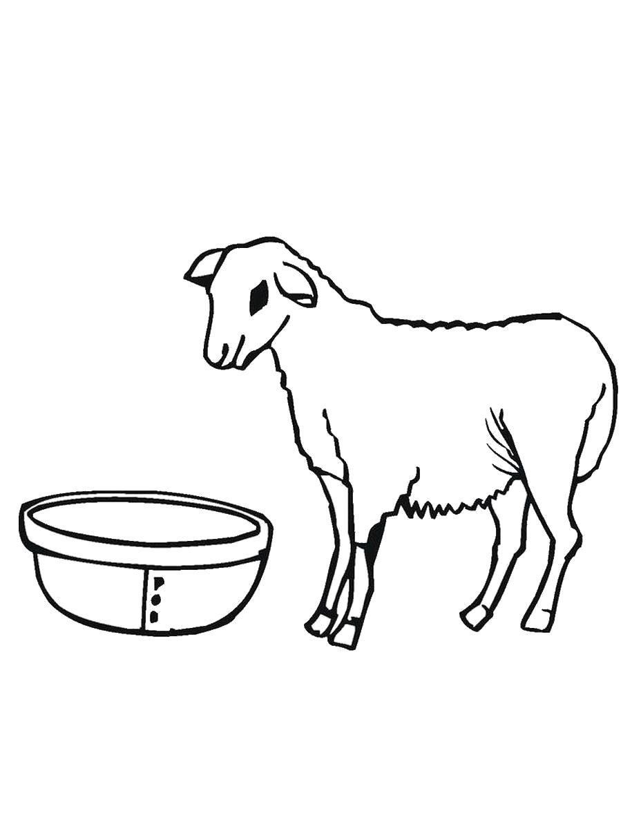 Раскраска нубийская коза