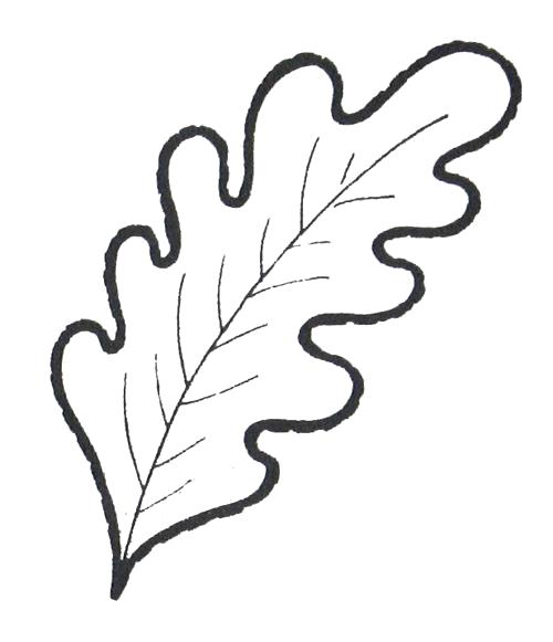 Раскраска  Лист дуба, скачать и распечатать раскраску раздела Листья. Скачать лист.  Распечатать лист