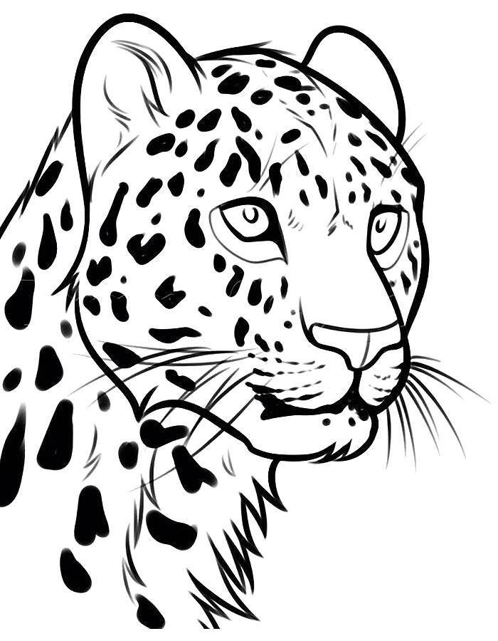 Раскраска Красивый леопард. Скачать .  Распечатать 