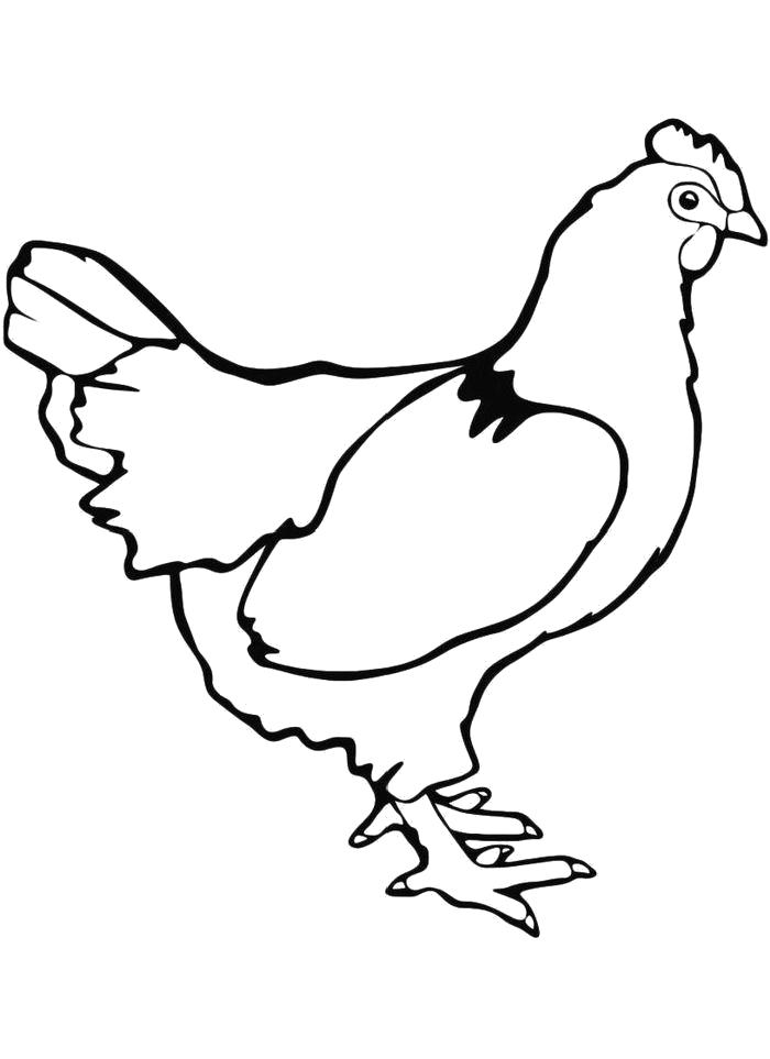 Название: Раскраска  Белая курица. Категория: Домашние животные. Теги: Курица.