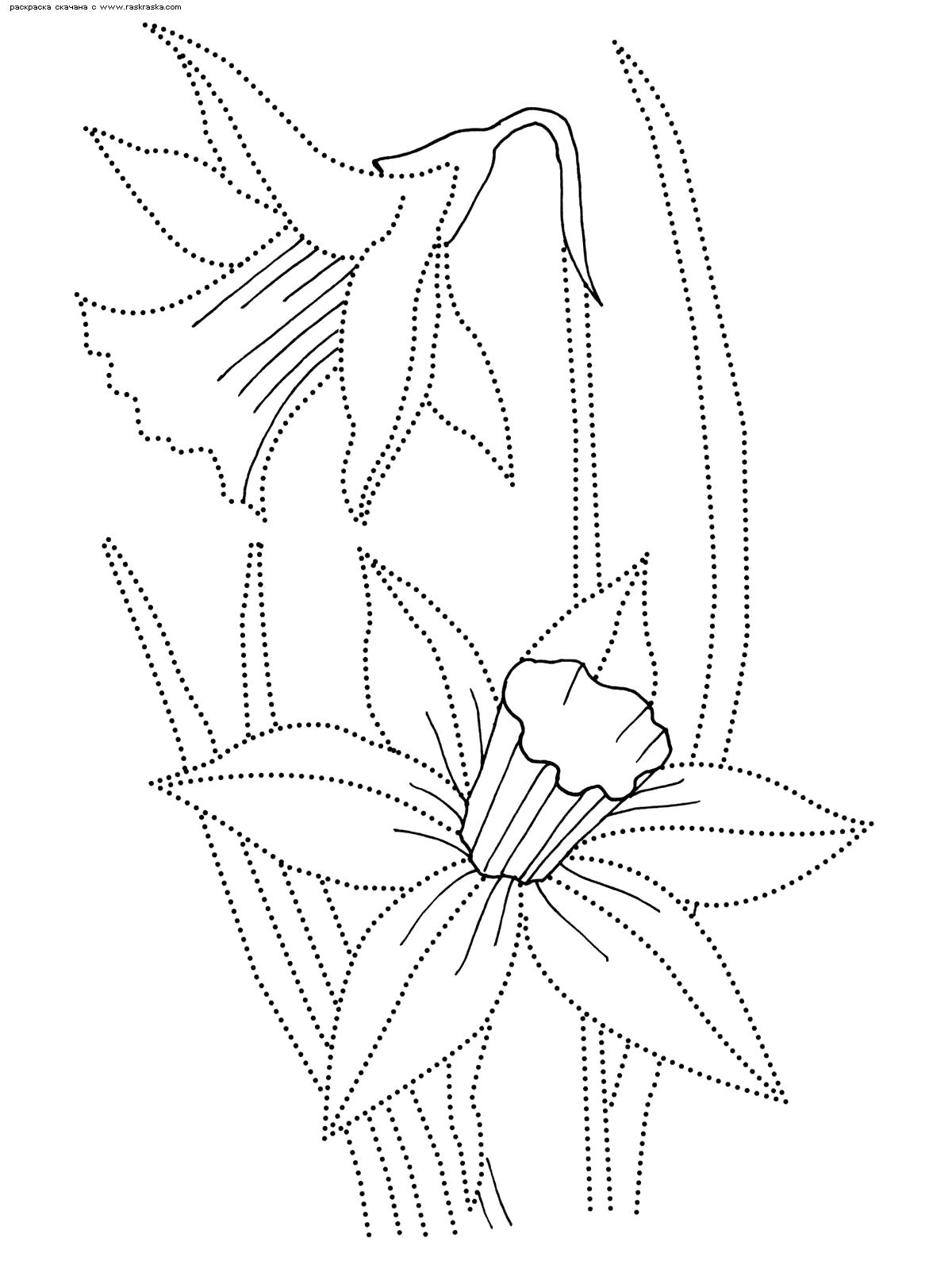 Раскраска  Нарцисс .   цветы соедини точки . Скачать цветы.  Распечатать растения