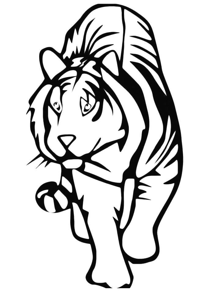 Название: Раскраска Раскраска Тигр крадется. Категория: Дикие животные. Теги: Тигр.