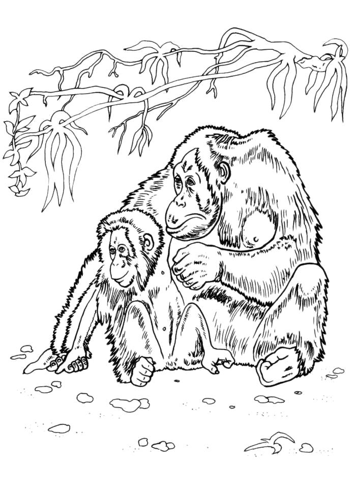Название: Раскраска Раскраска Гориллы. Категория: Дикие животные. Теги: горилла.