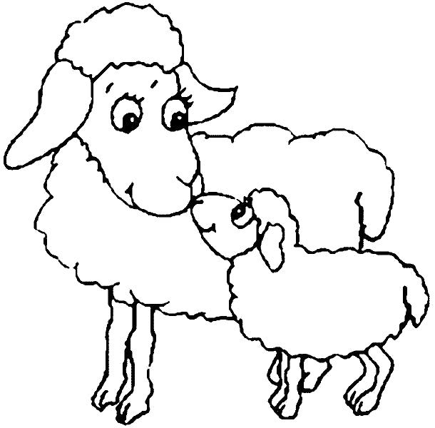Название: Раскраска Овечки. Категория: Овца. Теги: Овца.