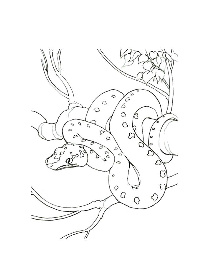 Раскраска Раскраска змея на ветке. Питон. Змея