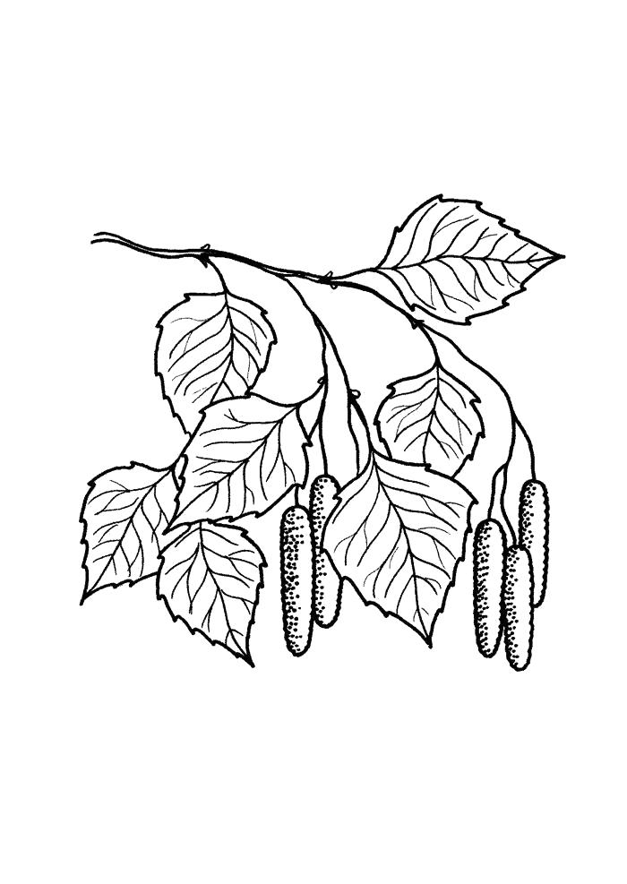 Раскраска Береза с бруньками  листья деревьев. Скачать листья.  Распечатать растения