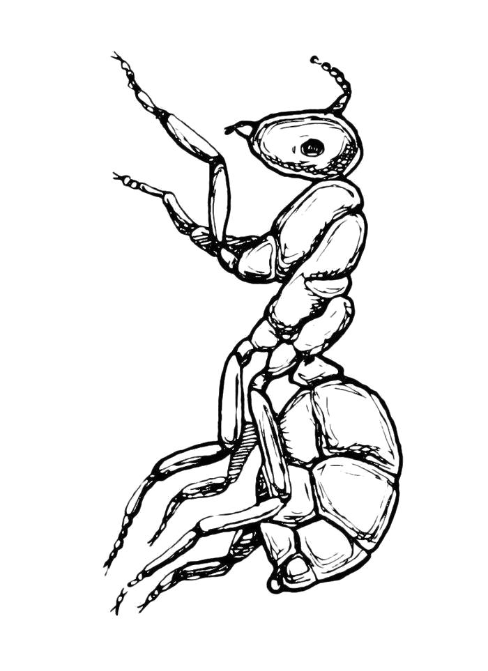 Раскраска Раскраска Большой муравей. Муравей