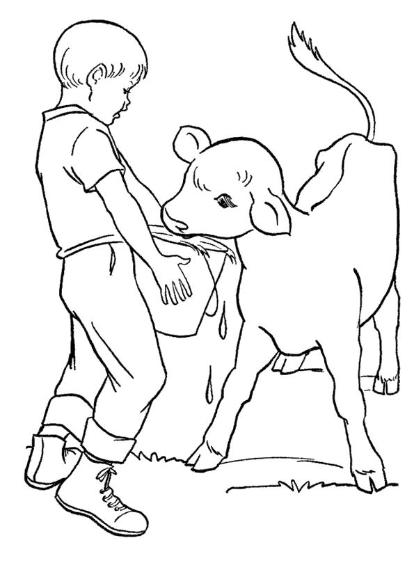 Раскраска В деревне у бабушки. . Мальчик кормит теленка. Скачать Теленок.  Распечатать Домашние животные