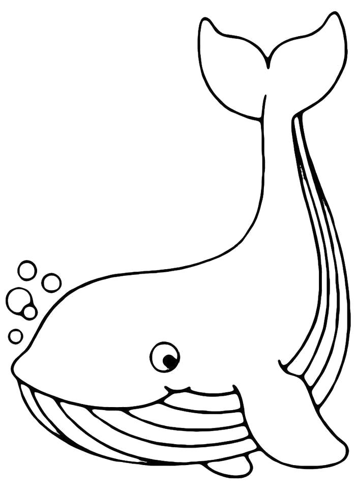 Название: Раскраска Раскраска Кит с полосатым брюхом. Категория: Морские животные. Теги: Кит.