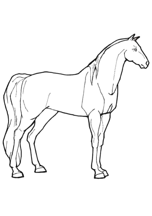 Раскраска рисунок лошади . Домашние животные