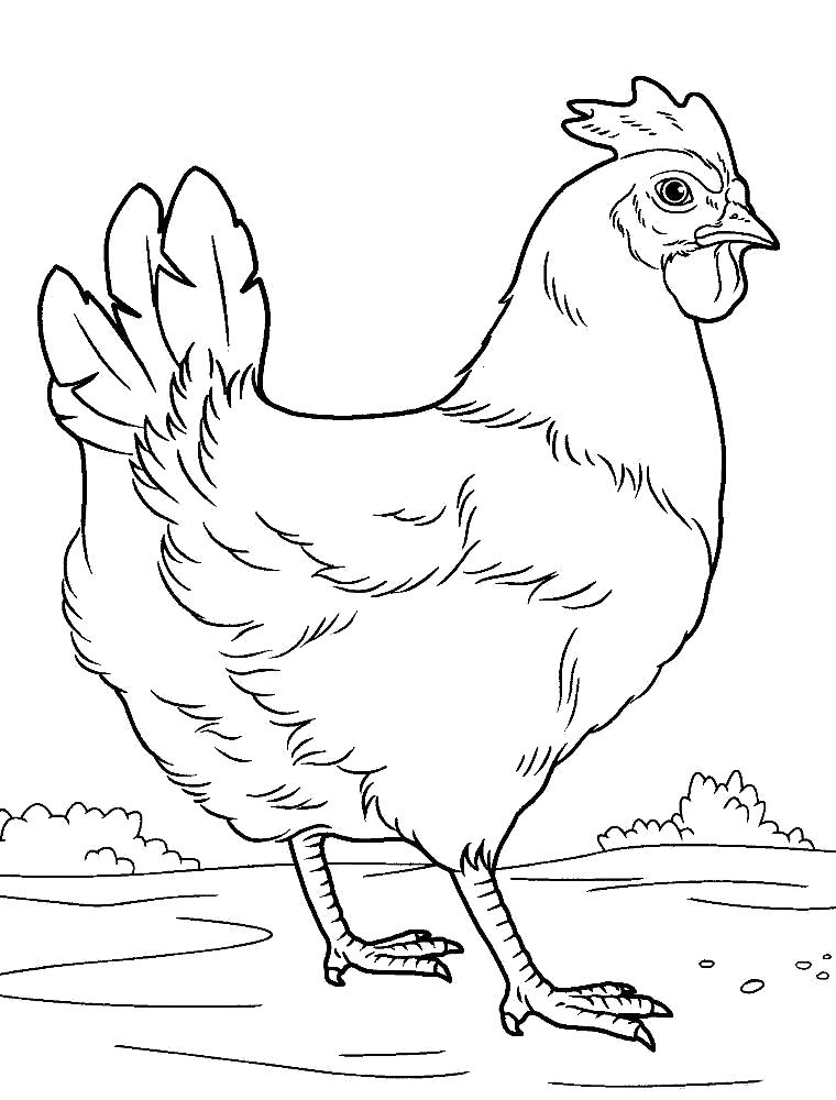 Раскраска Раскраска курица. Домашние животные