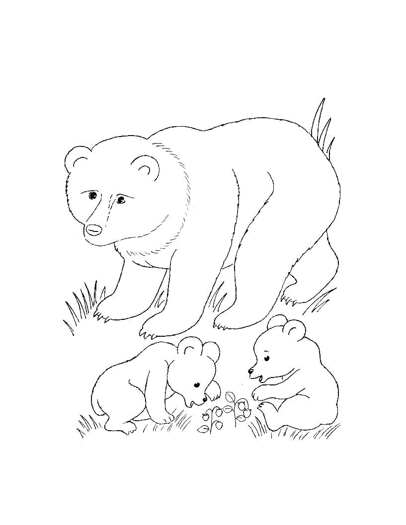Раскраска  для самых маленьких - Дикие животные. Медведь с медвежатами. Скачать медведь.  Распечатать Дикие животные