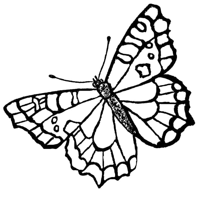 Раскраска бабочка. Насекомые