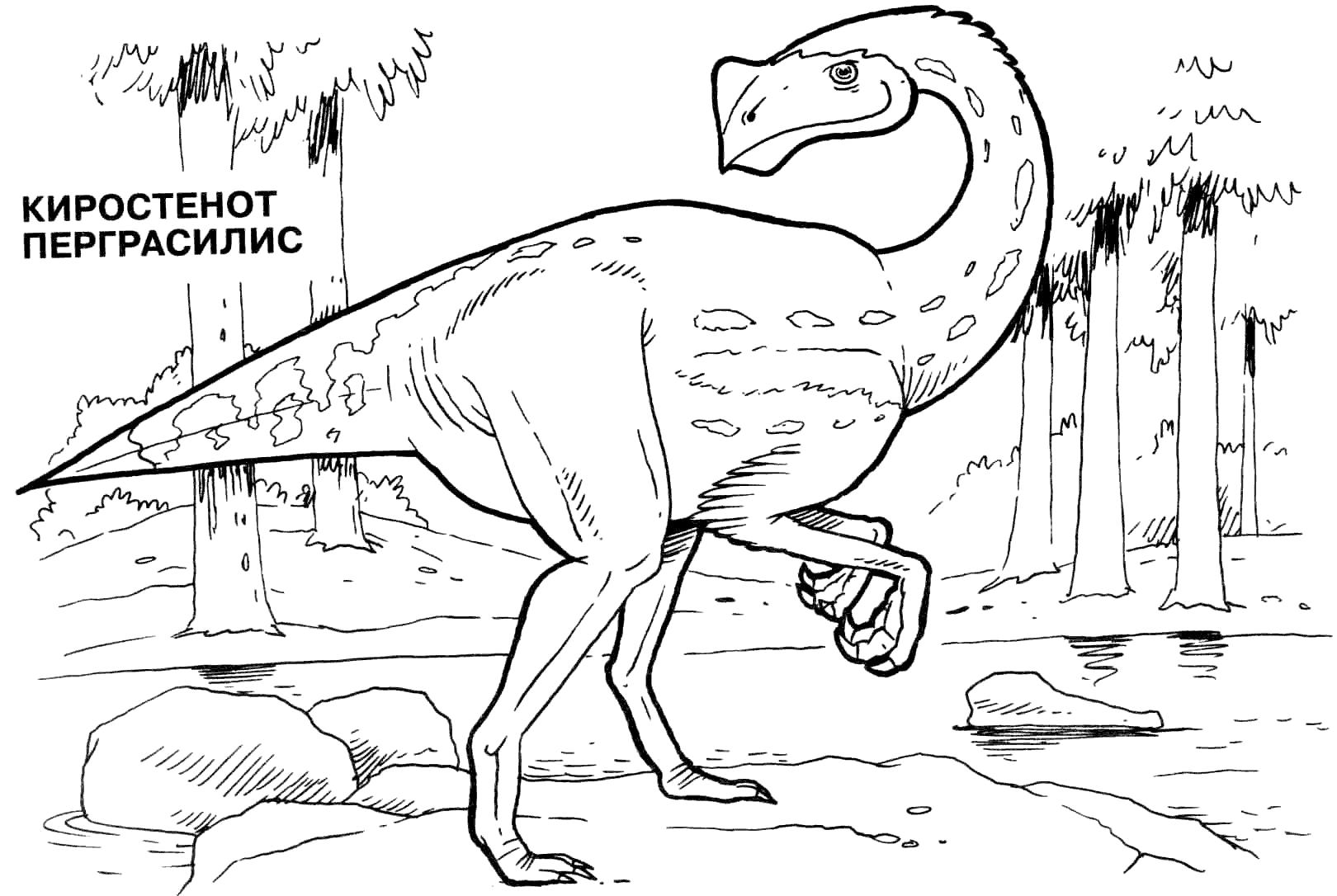Раскраска  Динозавры, киростенот перграсилис. Скачать динозавр.  Распечатать динозавр