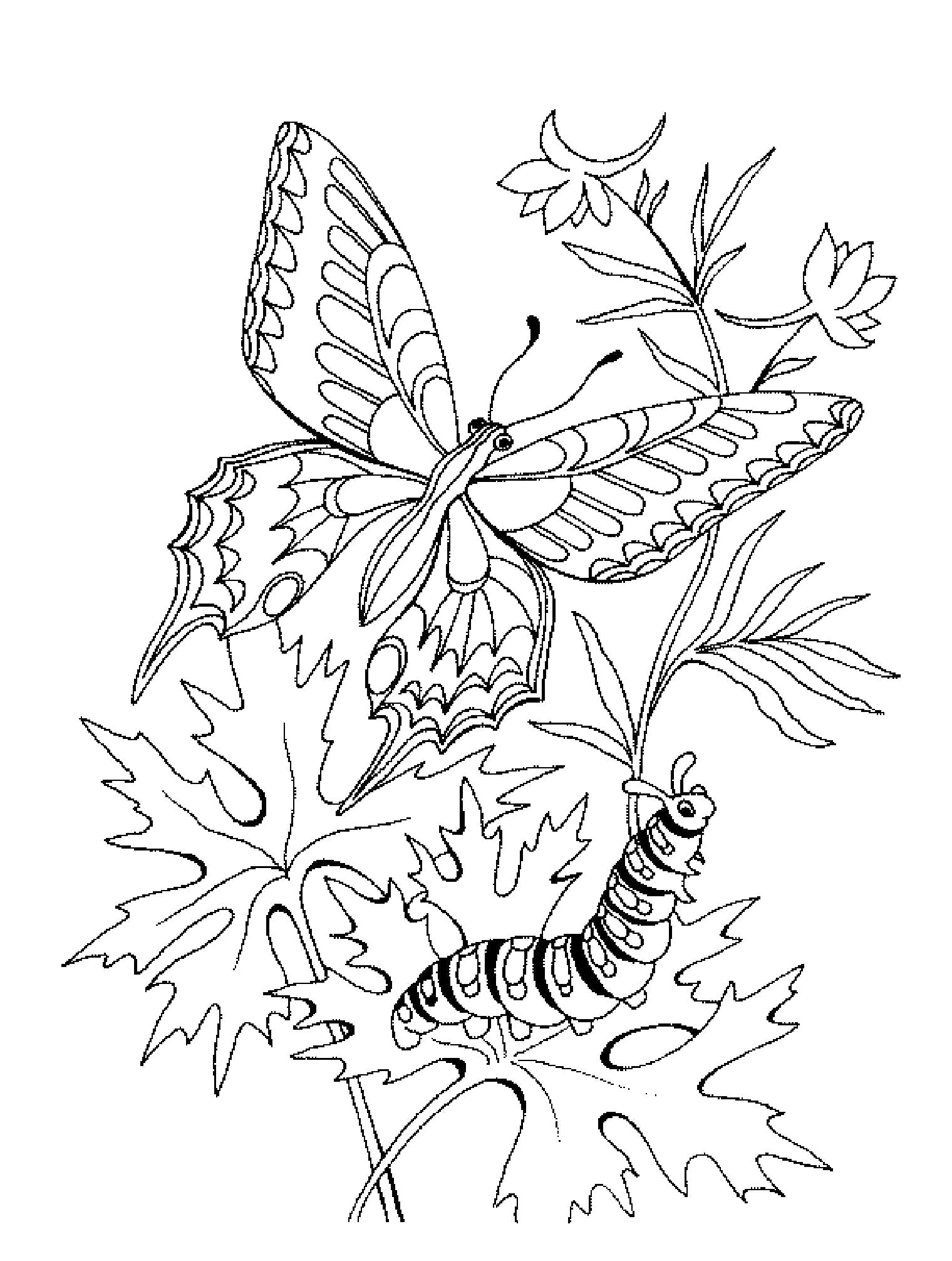 Название: Раскраска Бабочка бабочка гусеница в цветах Раскраски распечатать. Категория: Бабочки. Теги: Бабочки.
