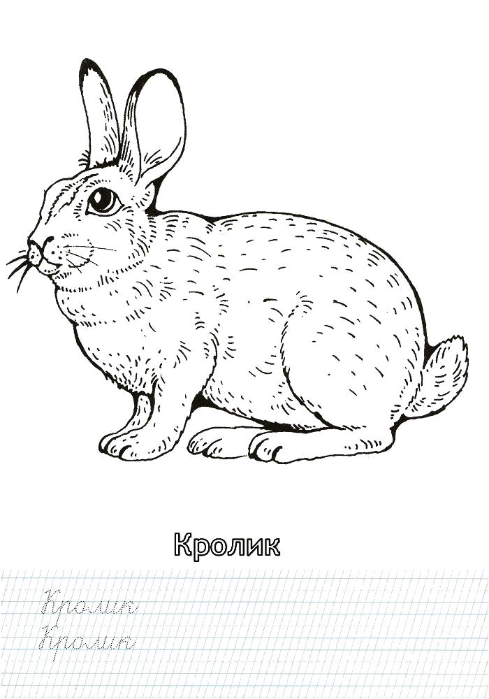 Название: Раскраска Раскраска кролик. Категория: Домашние животные. Теги: Кролик.