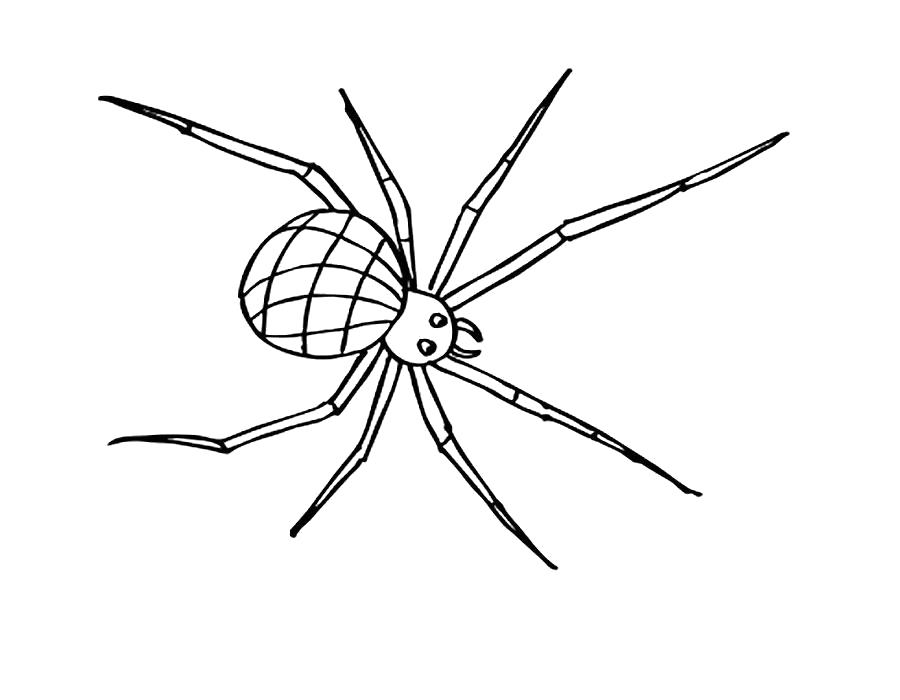 Название: Раскраска Раскраска паук с длинными ногами. Категория: Паук. Теги: Паук.