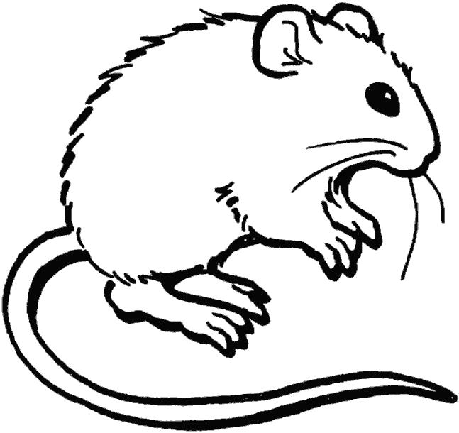 Название: Раскраска мышка. Категория: Дикие животные. Теги: мышь.