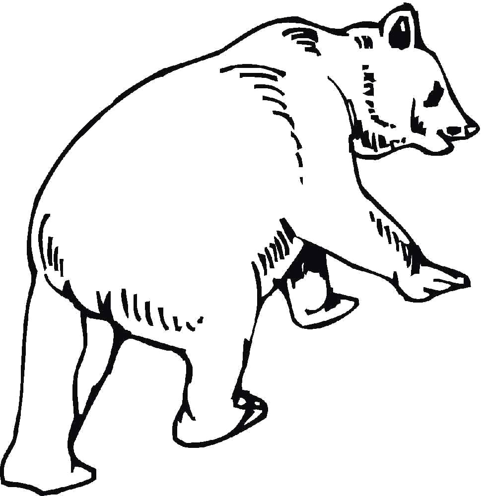 Раскраска белый медведь. Скачать медведь.  Распечатать Дикие животные