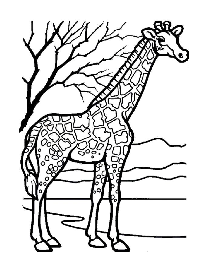Название: Раскраска Раскраска жираф. Категория: Дикие животные. Теги: жираф.