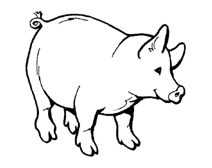 Раскраска  Свинья. Домашние животные
