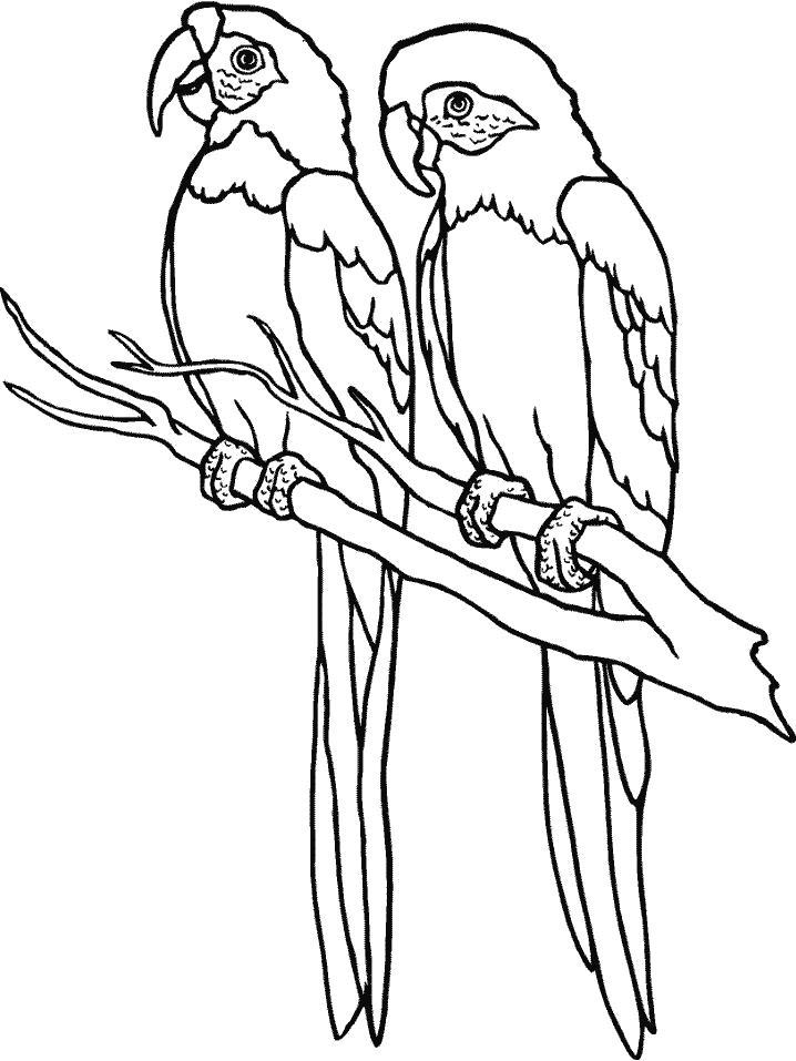 Раскраска 2 попугая. 