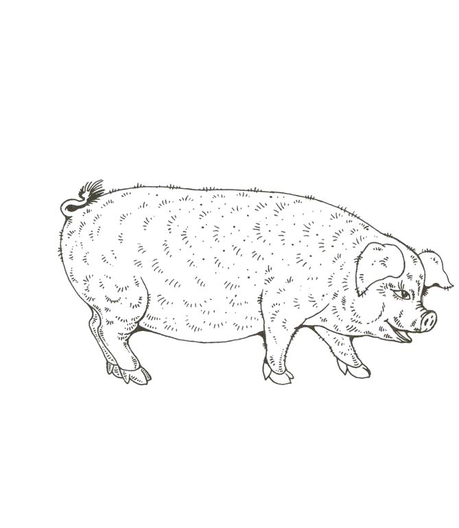 Раскраска Домашнее животное свинья. Домашние животные