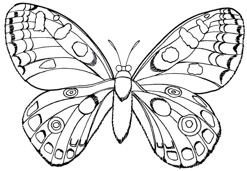 Название: Раскраска Бабочка . Категория: Насекомые. Теги: Бабочки.