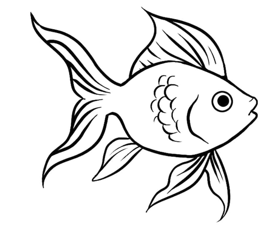 Раскраска золотая рыбка - картинки для . Скачать рыба.  Распечатать Рыбы