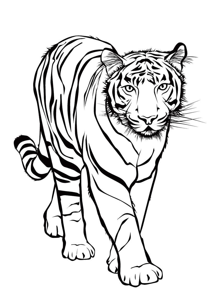 Раскраска Тигр. Дикие животные