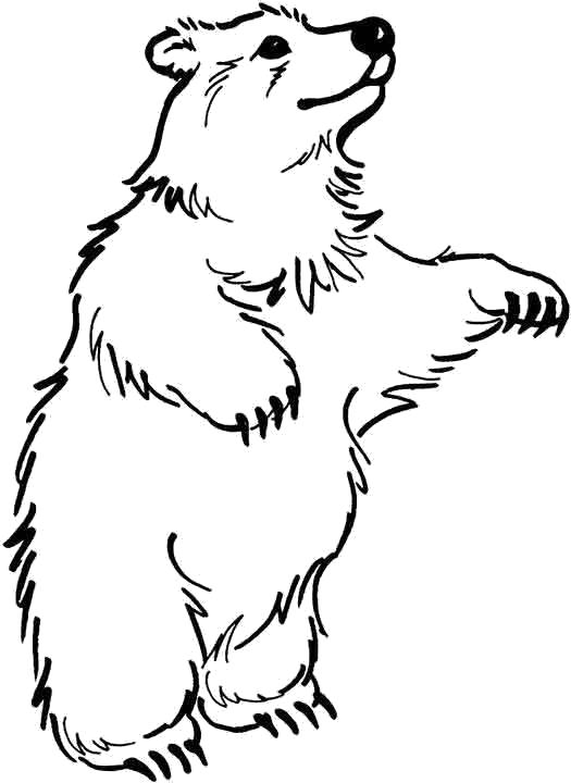 Название: Раскраска танцующий медведь. Категория: Дикие животные. Теги: медведь.