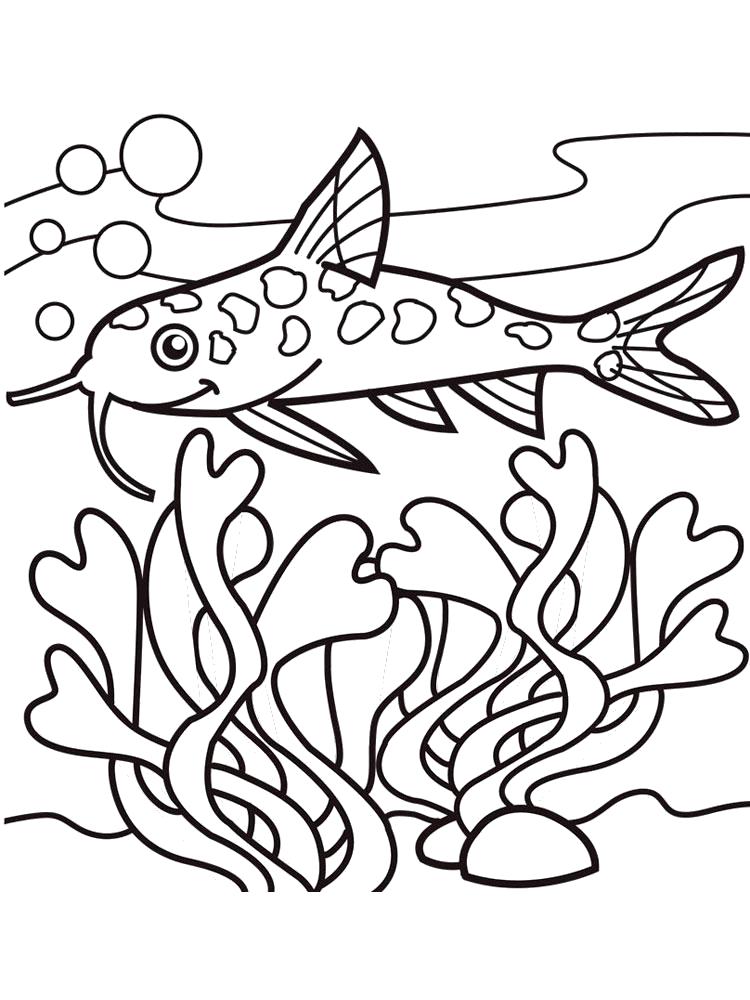 Раскраска Раскраска сом, рыба. 