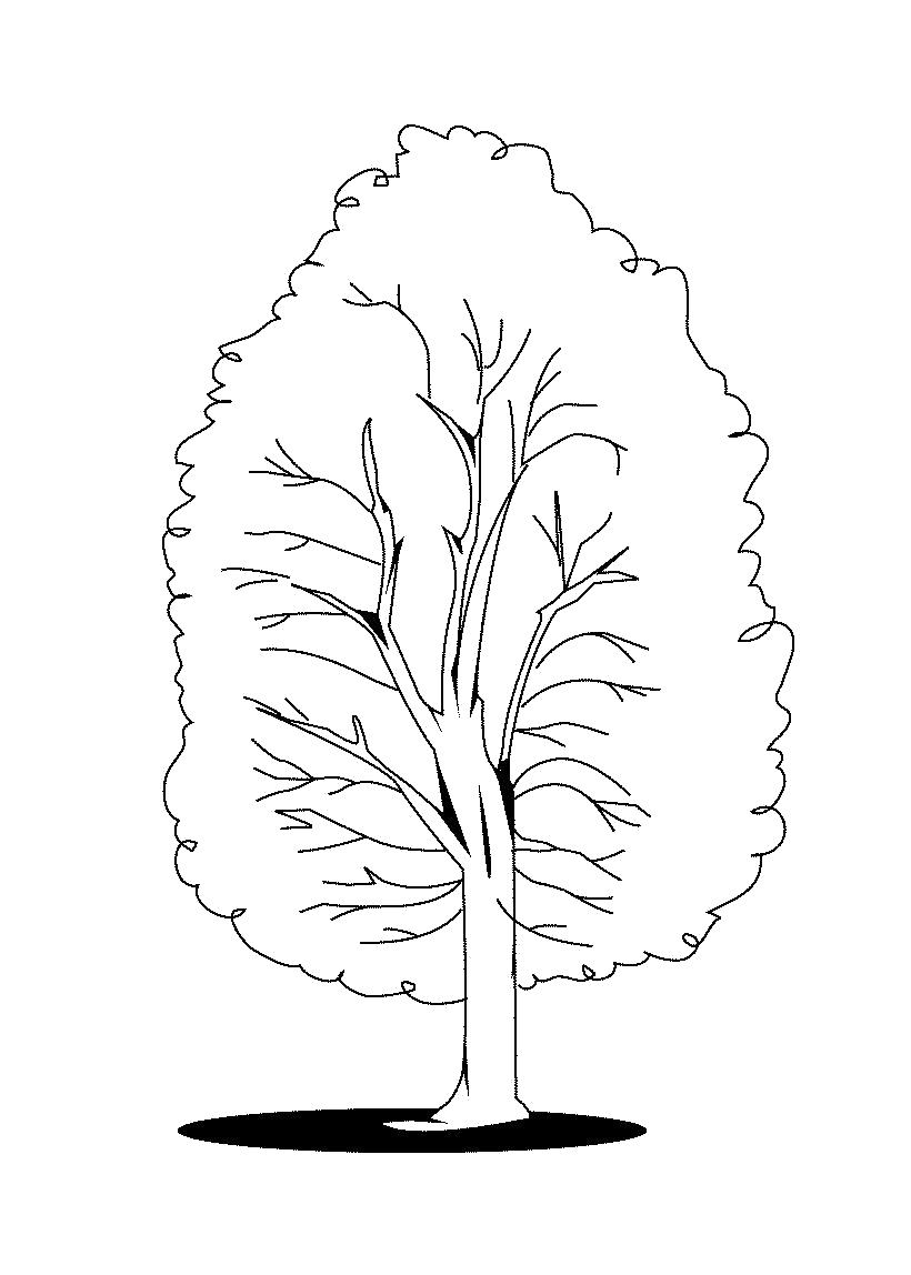 Название: Раскраска Распечатай и раскрась дерево . Категория: растения. Теги: дерево.