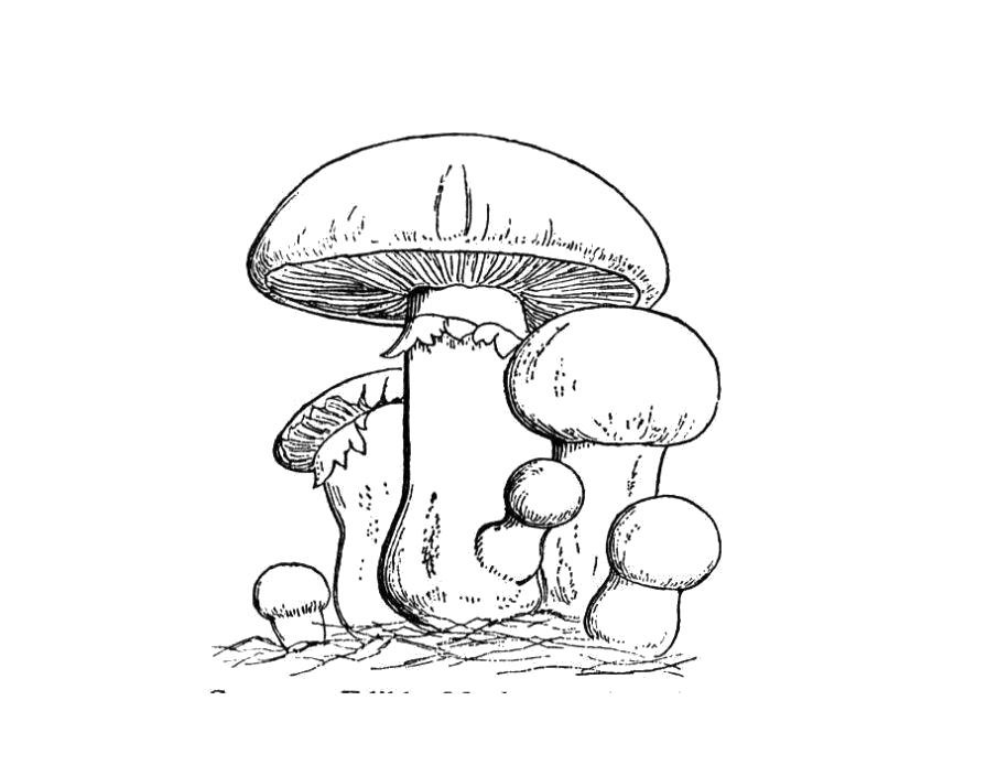 Раскраска Разукрашка грибы детская. Скачать гриб.  Распечатать растения