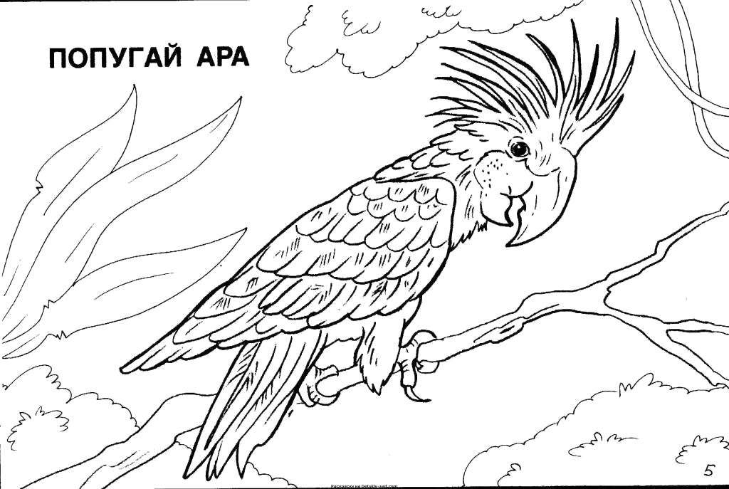Раскраска  попугай ара. Скачать попугай.  Распечатать попугай