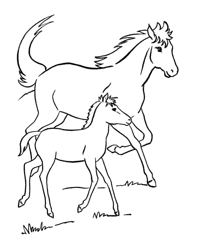 Раскраска лошадь и жеребенок . Домашние животные