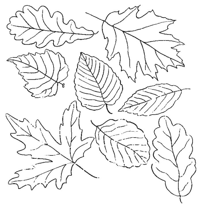 Раскраска  осенние листья . Скачать листья.  Распечатать растения