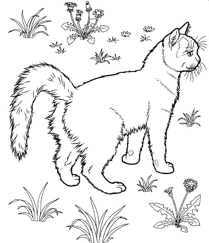 Название: Раскраска  дикая кошка в поле. Категория: Домашние животные. Теги: кошка.